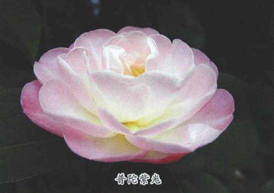 2018年4个茶花新品种介绍 图片