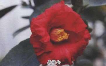 2018年4个茶花新品种介绍 图片