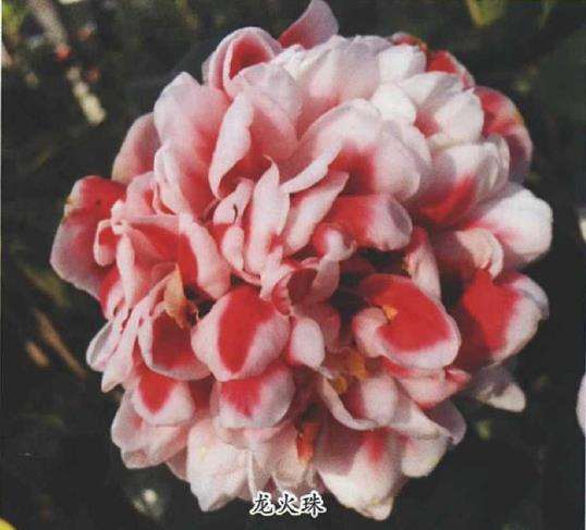 2018年4个茶花新品种介绍 图片