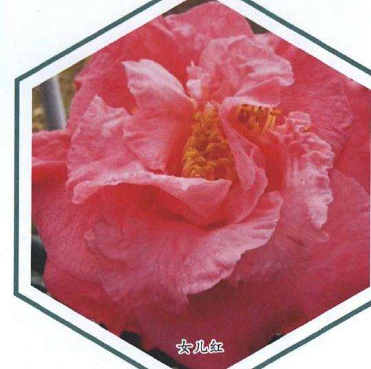 2018年4个茶花新品种介绍 图片