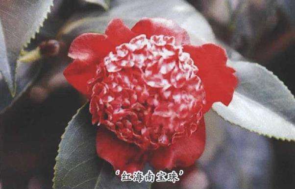 笔者的一盆茶花红海南宝珠 图片