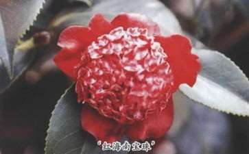 笔者的一盆茶花红海南宝珠 图片