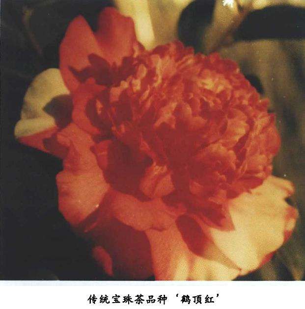 宝珠茶花的性状分类与研究 图片