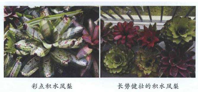 积水凤梨怎么病虫害防治