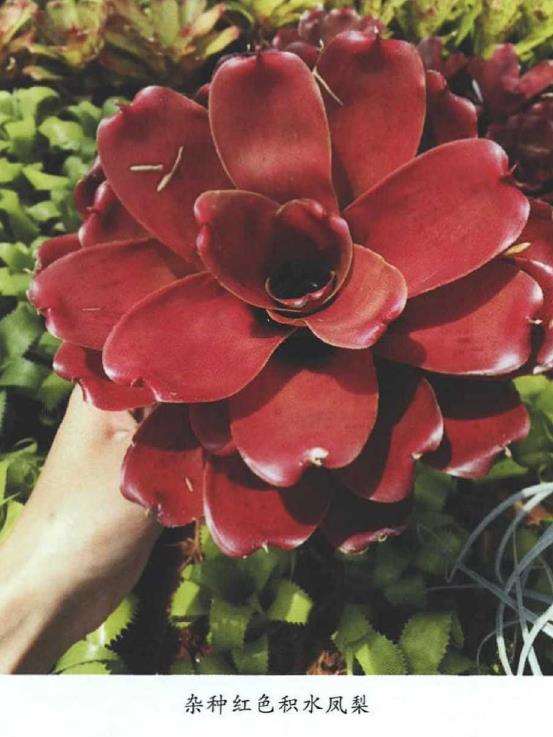 积水凤梨怎么病虫害防治