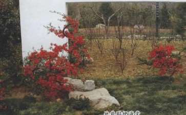 贴梗海棠怎么病虫害防治的3个方法