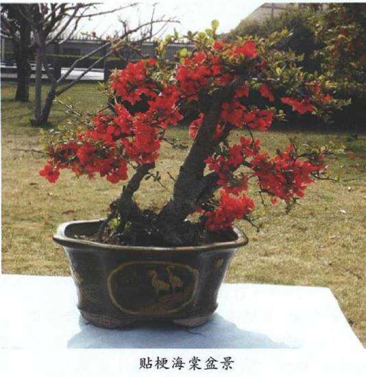 盆栽贴梗海棠怎么浇水施肥的3个方法