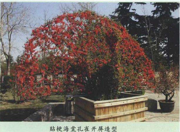 地栽贴梗海棠怎么浇水施肥