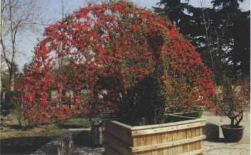 地栽贴梗海棠怎么浇水施肥的3个方法