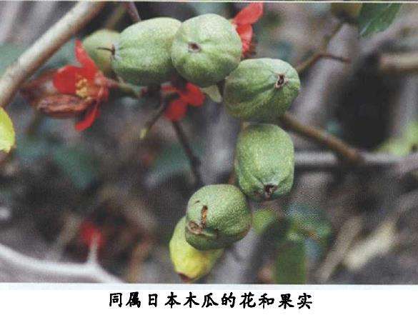 贴梗海裳的形态及品种有哪3种