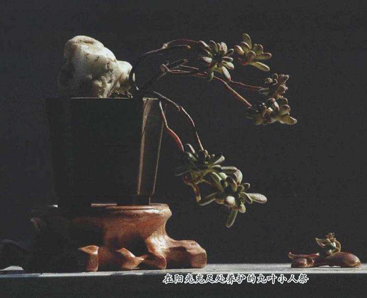 小人祭多肉怎么造型养护