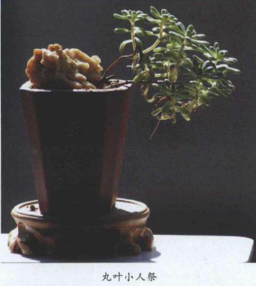 小人祭多肉怎么繁殖的3个方法