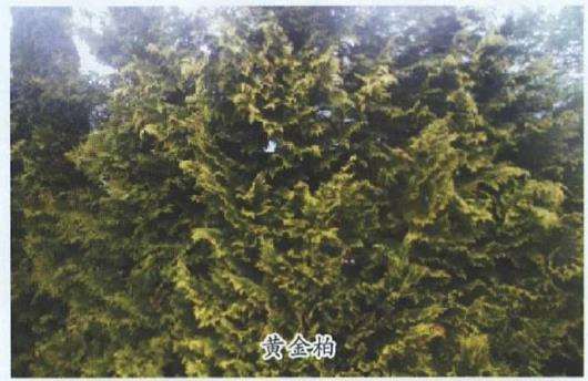 柏科树种在园林中怎么应用的4个方法