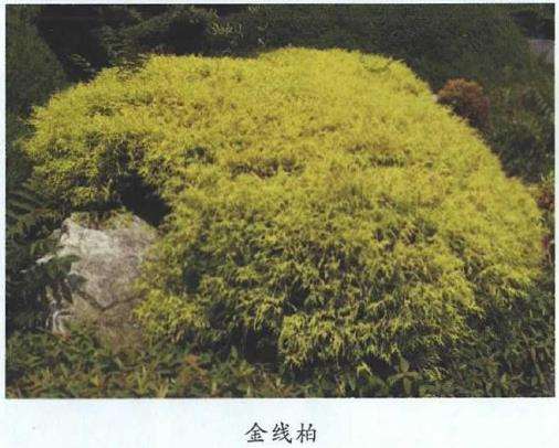 柏科树种在园林中怎么应用的4个方法