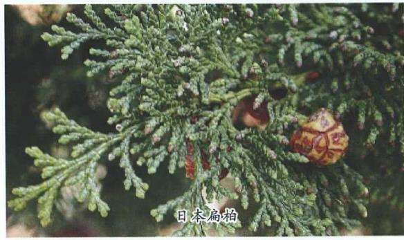 柏科树种在园林中怎么应用的4个方法