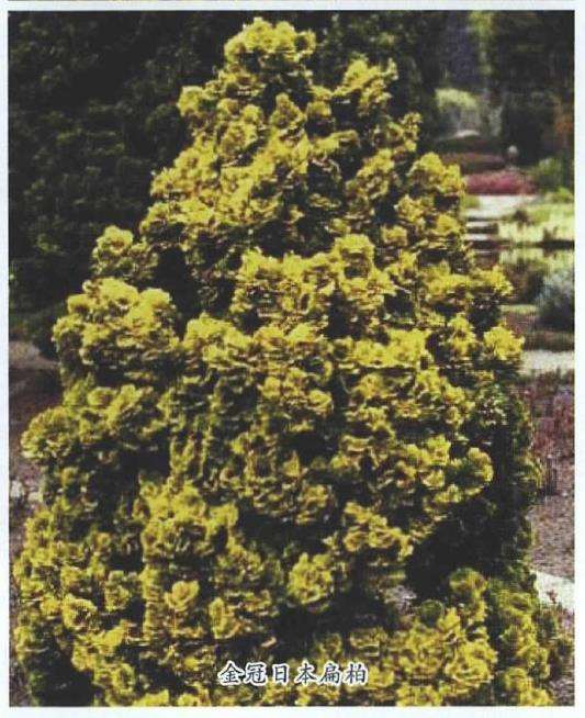 柏科树种在园林中怎么应用的4个方法