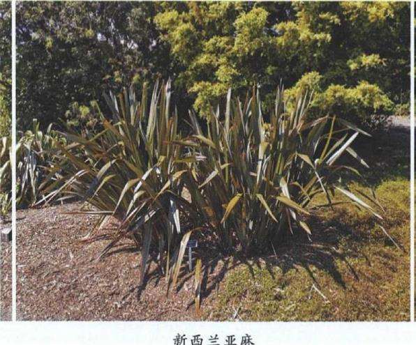 新西兰居家花园都有哪些植物