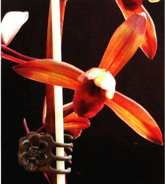 这朵兰花已经高达几十万一株