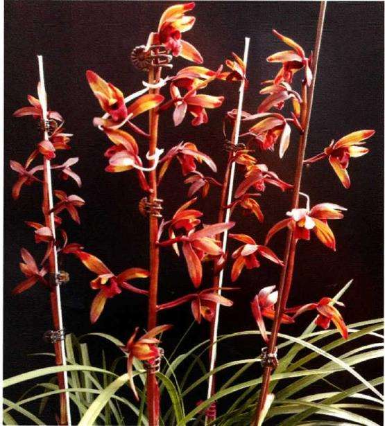 这朵兰花已经高达几十万一株