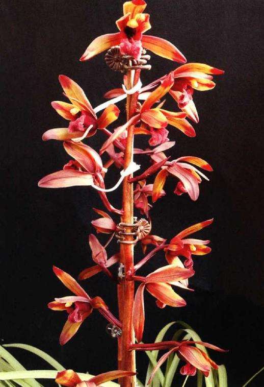 这朵兰花已经高达几十万一株 图片