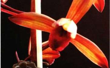 这朵兰花已经高达几十万一株 图片