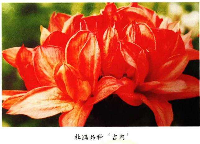 杜鹃花与石楠花的3个区别 图片