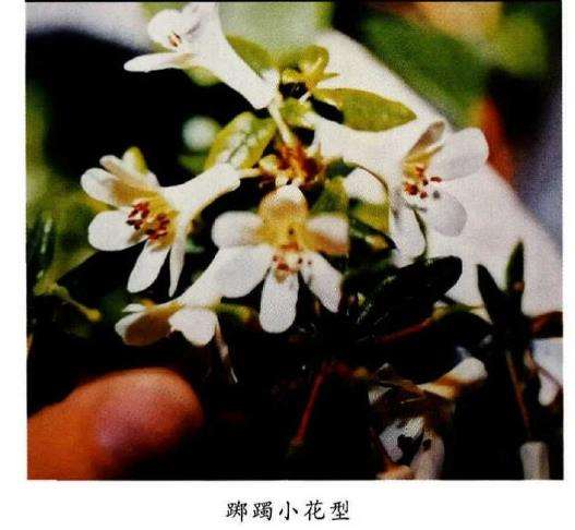 如何辨别杜鹃与踯躅