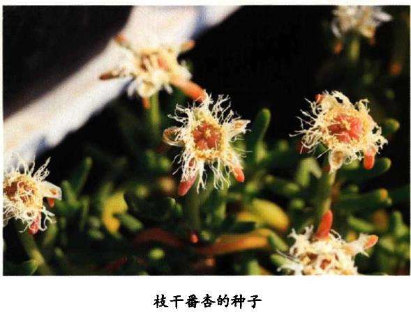 碧光环多肉怎么浇水施肥