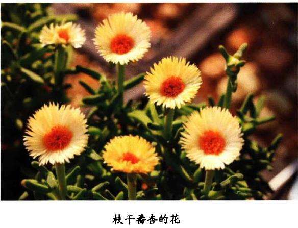 碧光环多肉怎么浇水施肥