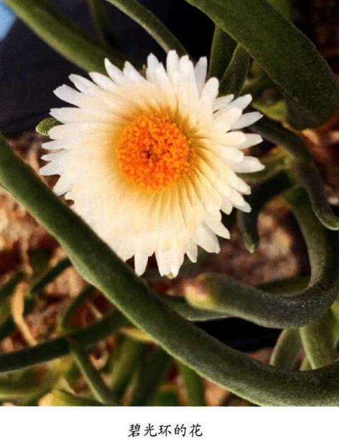 碧光环多肉的形态和生长习性