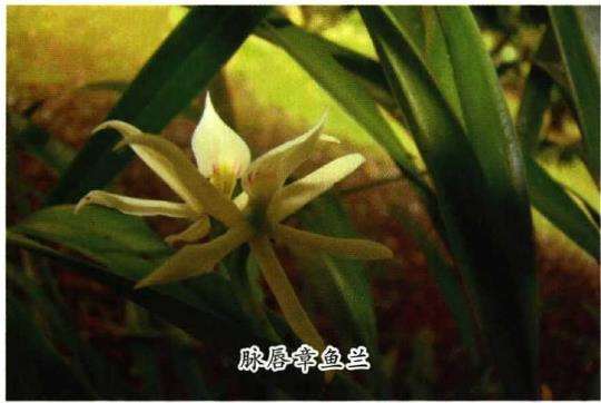 6个易栽易养的章鱼兰