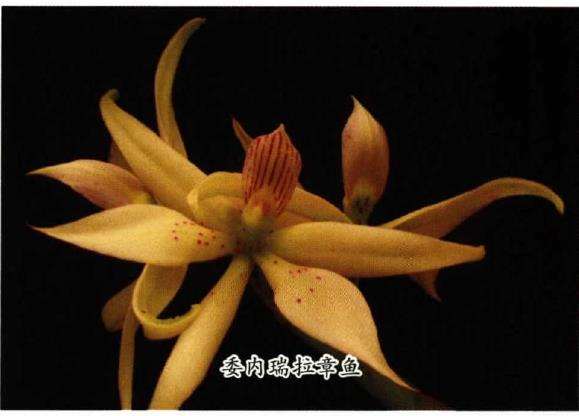 6个易栽易养的章鱼兰