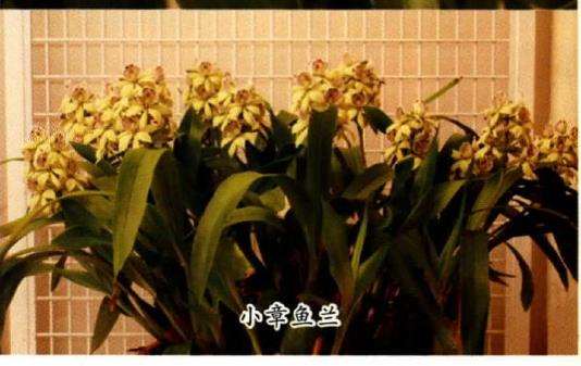 6个易栽易养的章鱼兰