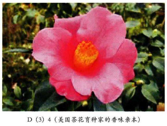 香味茶花怎么育种的6个方法 图片