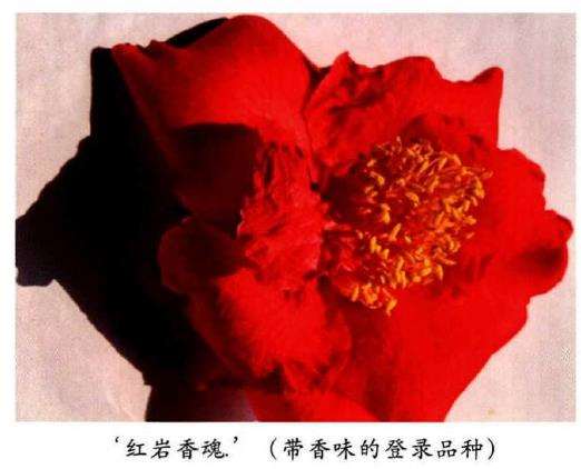 香味茶花怎么育种的6个方法 图片