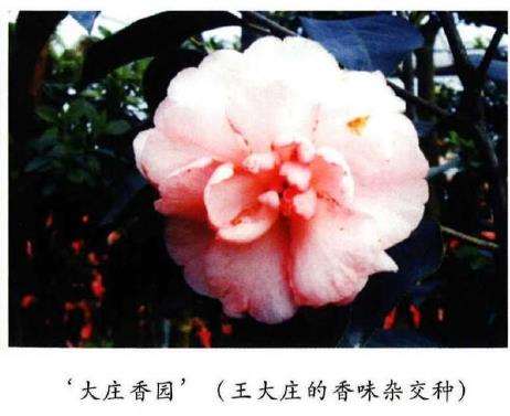 香味茶花怎么育种的6个方法 图片