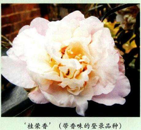香味茶花怎么育种的6个方法 图片