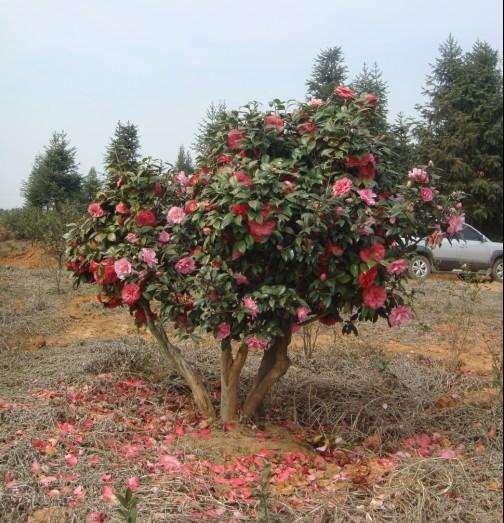 茶花观赏树木和灌木怎么维护