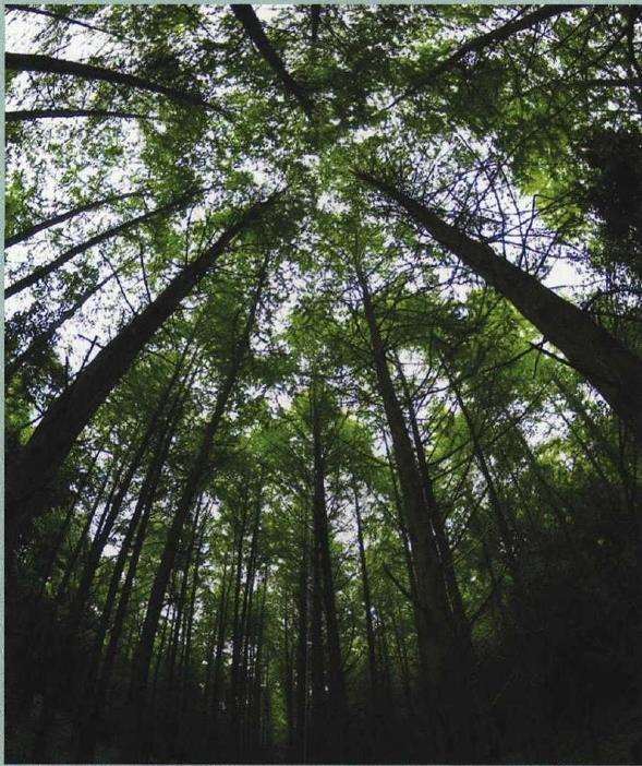 园林城市化背景下对苗木的5个需求