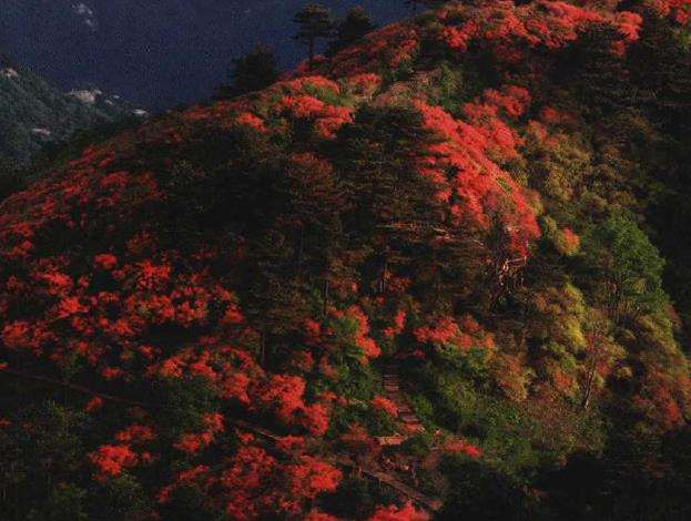 为什么麻城龟峰山全是杜鹃花