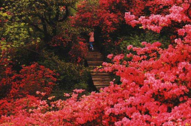 为什么麻城龟峰山全是杜鹃花