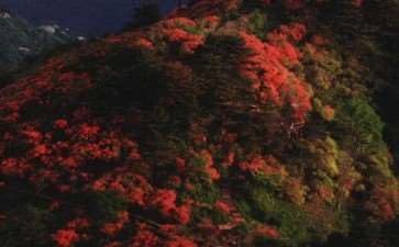 为什么麻城龟峰山全是杜鹃花 图片