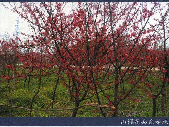 福建山樱花怎么播种繁殖