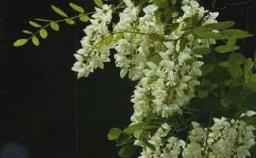 今早已经结满了一串又一串的槐花