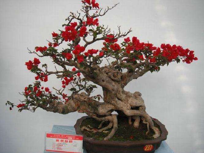 三角梅盆景怎么施底肥