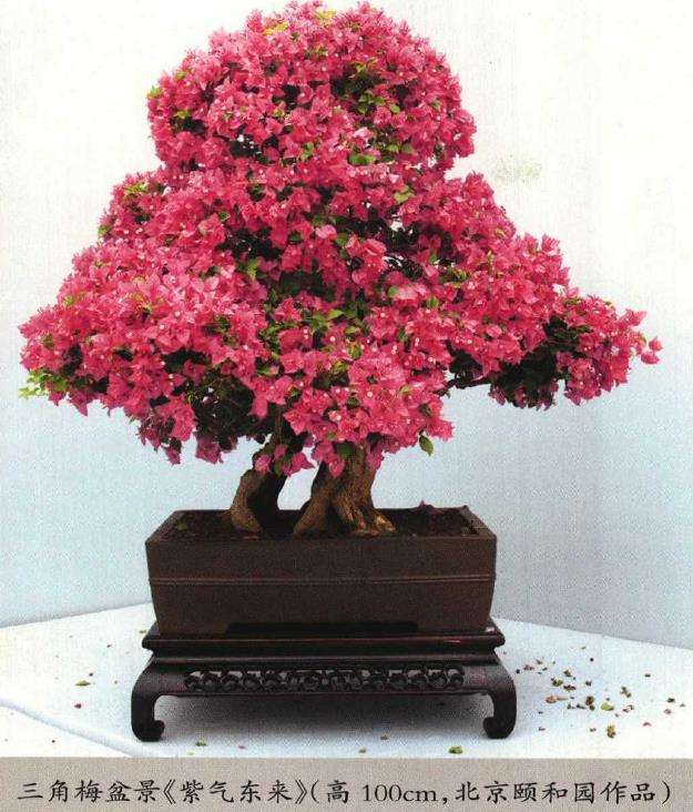 三角梅盆景怎么施底肥