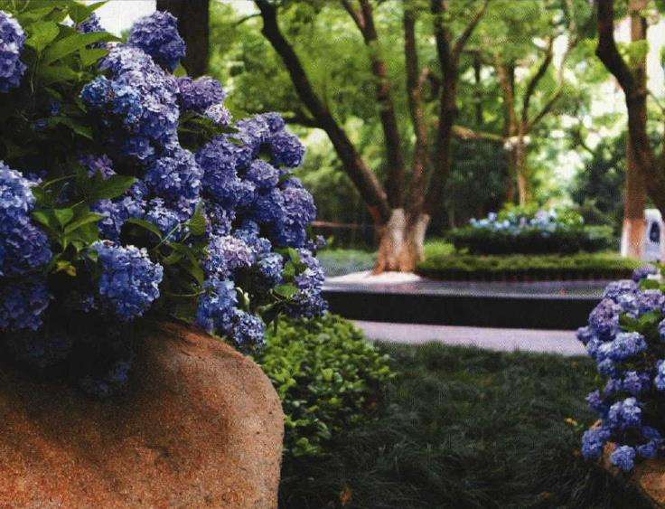 夏季绣球怎么防倒伏