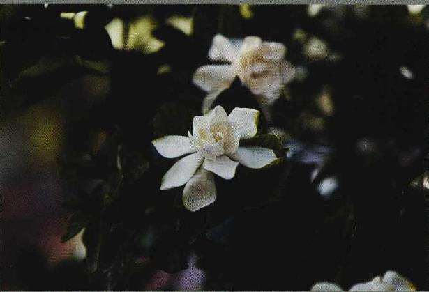 栀子应该算是伴随我最久的花朵了