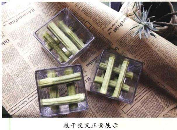 插花中花材环保怎么固定的3个方法