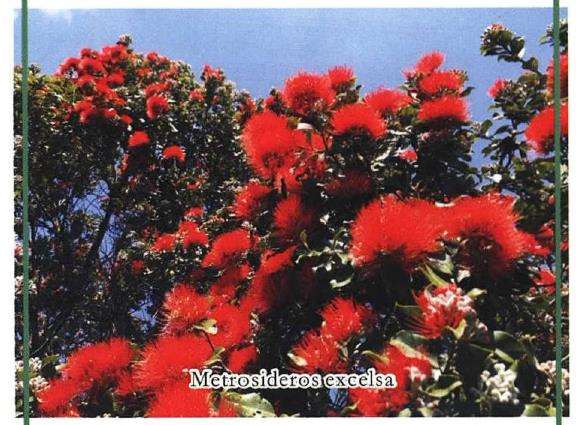 新西兰拥有5个独特的森林